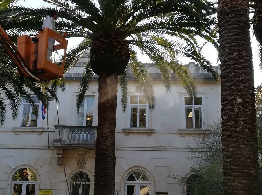 Obavijest o radovima na zaštiti palmi od nametnika crvene palmine pipe