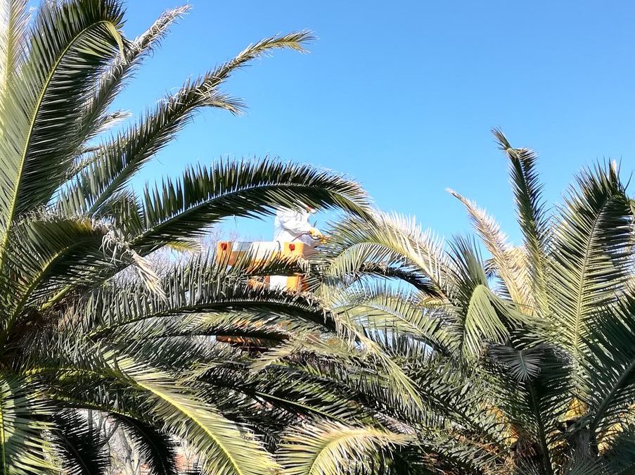 Ljetno tretiranje palmi protiv palmine pipe